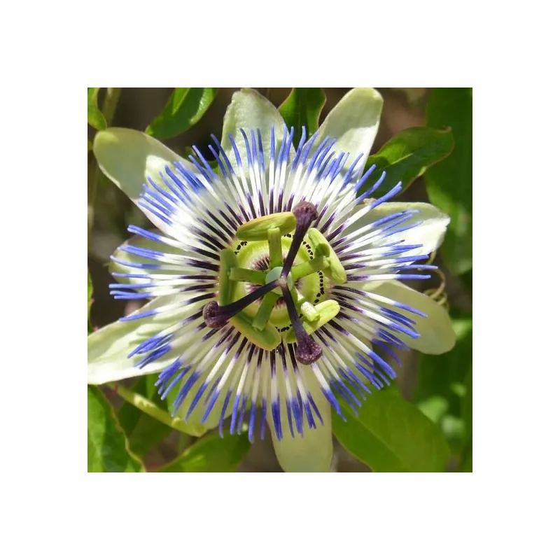 Passiflora caerulea - pot 2 ltr