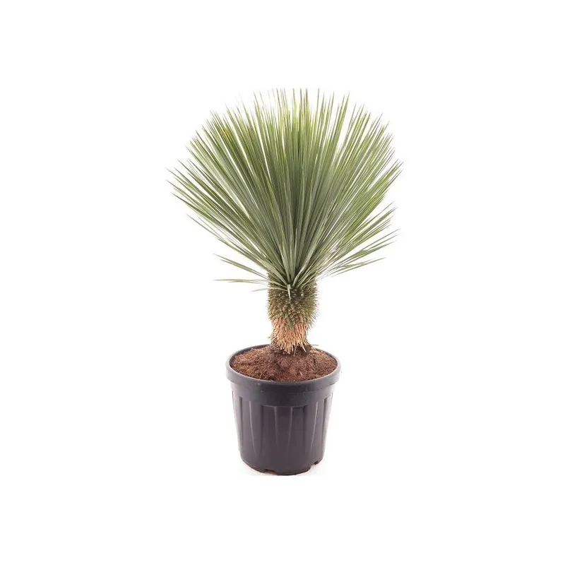 Yucca rostrata - tronc 30-40 cm