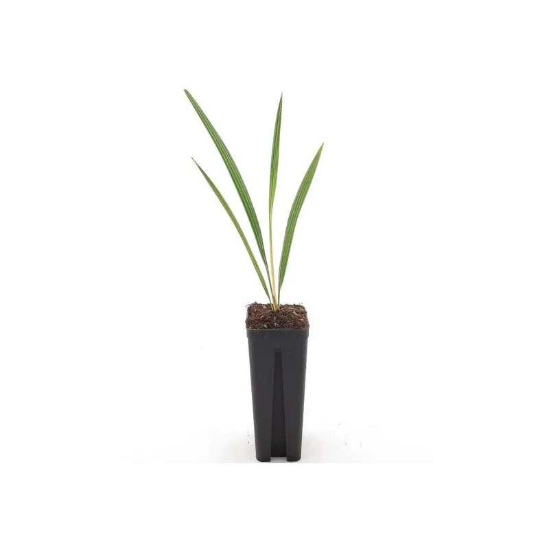 Chamaerops humilis Vulcano - pot 7 x 7 cm