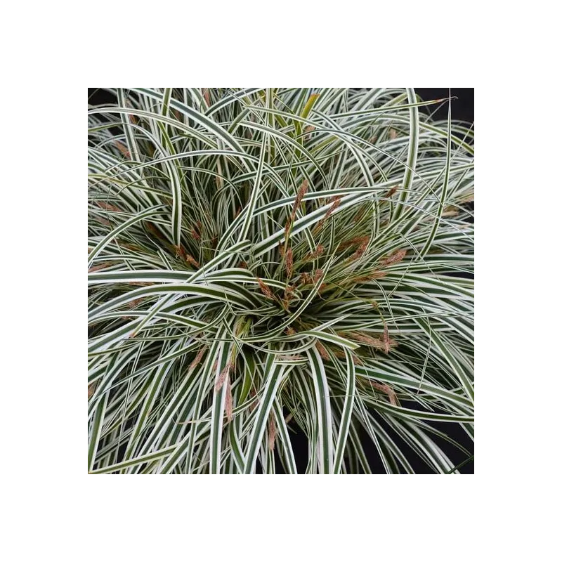 Carex Everest - pot 2 ltr