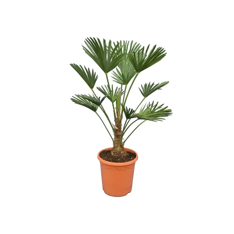 Trachycarpus wagnerianus - tronc 20-30 cm - hauteur totale 90-110 cm - pot Ø 30 cm