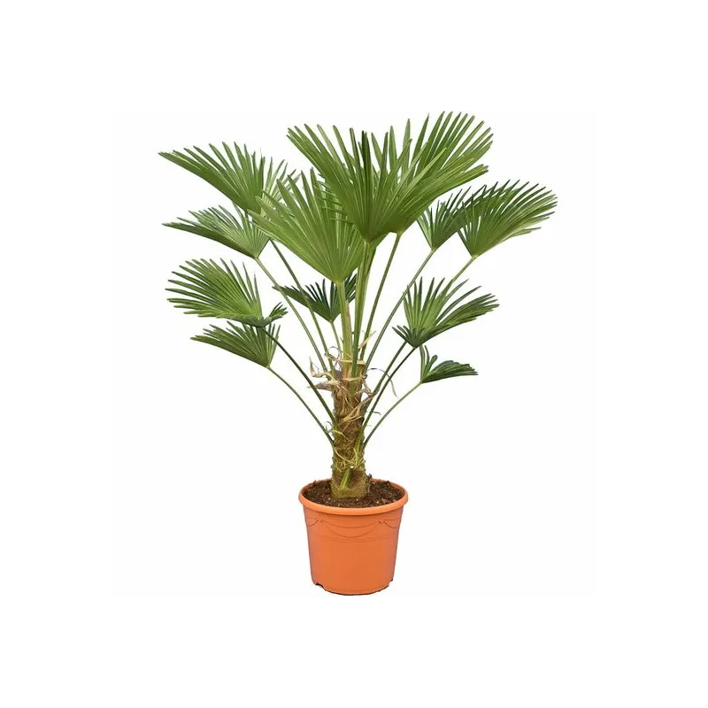 Trachycarpus wagnerianus - tronc 30-40 cm - hauteur totale 100-130 cm - pot Ø 30 cm