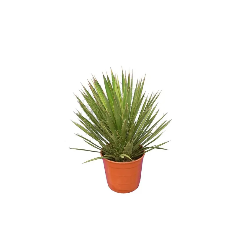 Yucca filifera - hauteur totale 50-70 cm - pot Ø 23 cm