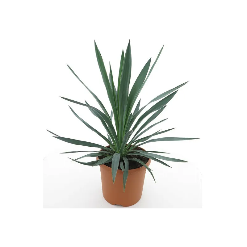 Yucca gloriosa - hauteur totale 60-80 cm - pot Ø 26 cm