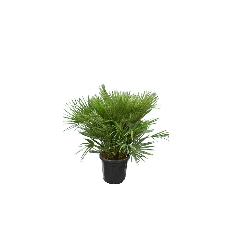 Chamaerops humilis Vulcano - hauteur totale 80-100 cm - pot Ø 40 cm