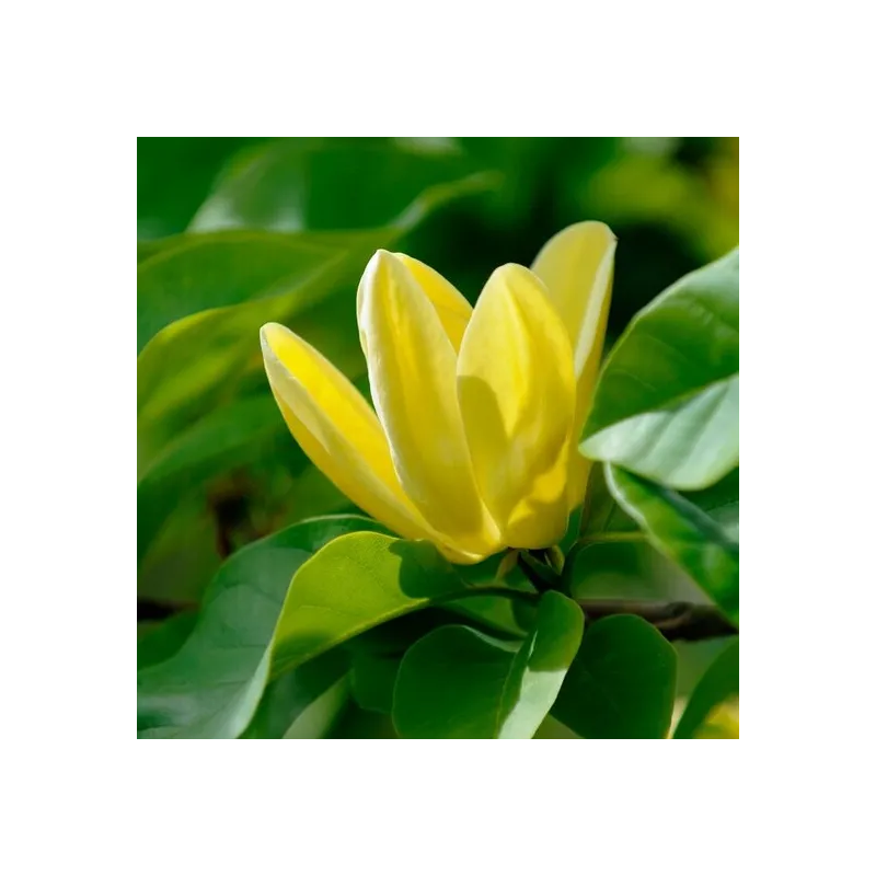 Magnolia × brooklynensis Yellow Bird - hauteur totale 100-120 cm - pot Ø 19 cm