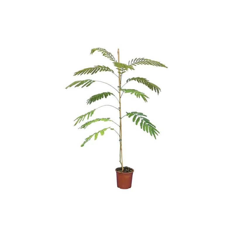 Albizia julibrissin Ombrella Boubri - hauteur totale 80+ cm - pot Ø 17 cm