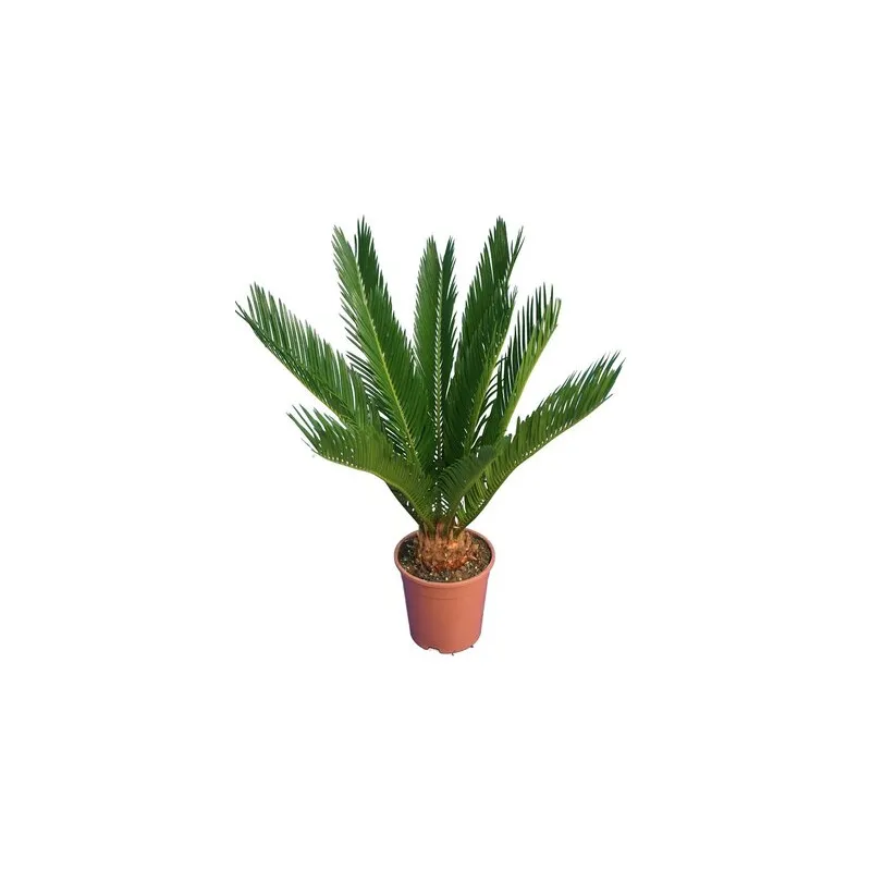 Cycas revoluta - hauteur totale 60-80 cm - pot Ø 17 cm