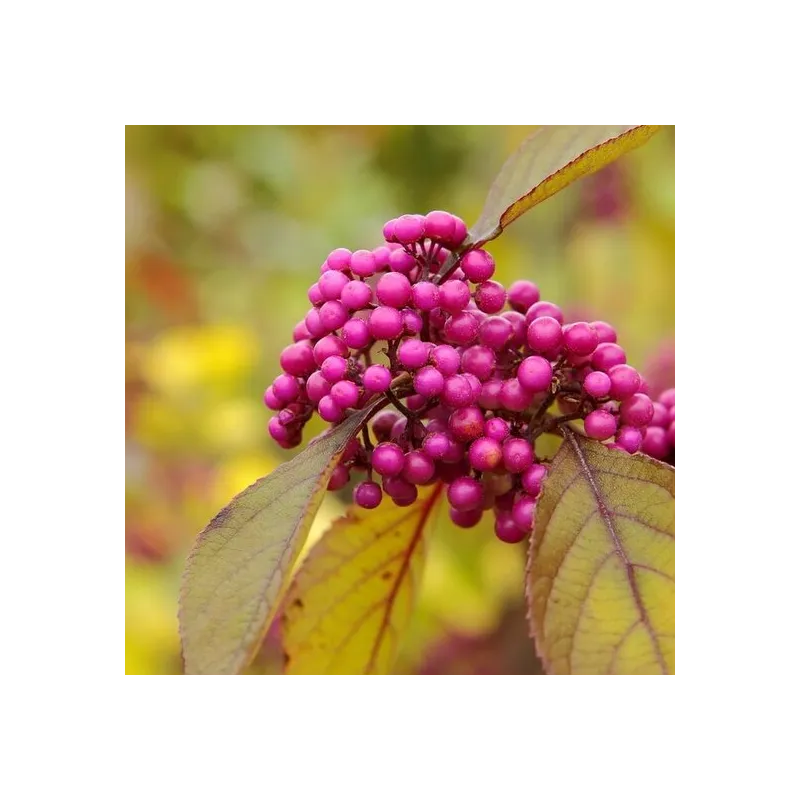 Callicarpa bodinieri Profusion - hauteur totale 100+ cm - pot Ø 21 cm