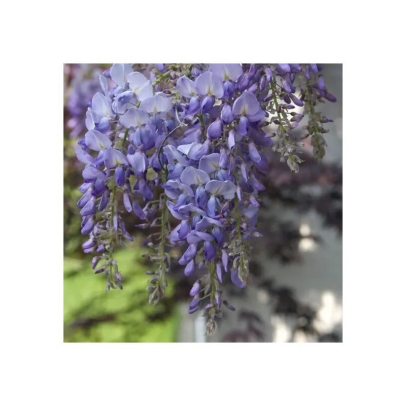 Wisteria floribunda Violacea Plena - hauteur totale 80+ cm - pot Ø 22 cm