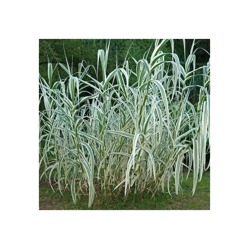 Arundo donax Variegata Compact Ely - pot Ø 19 cm