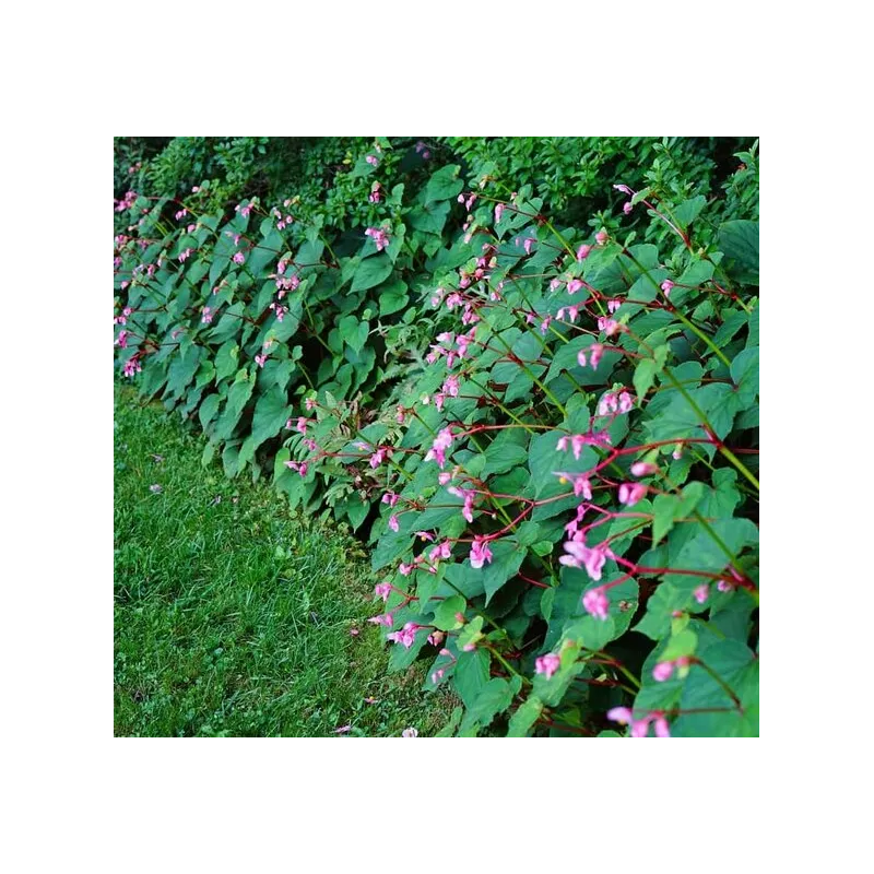 Begonia grandis - pot Ø 19 cm