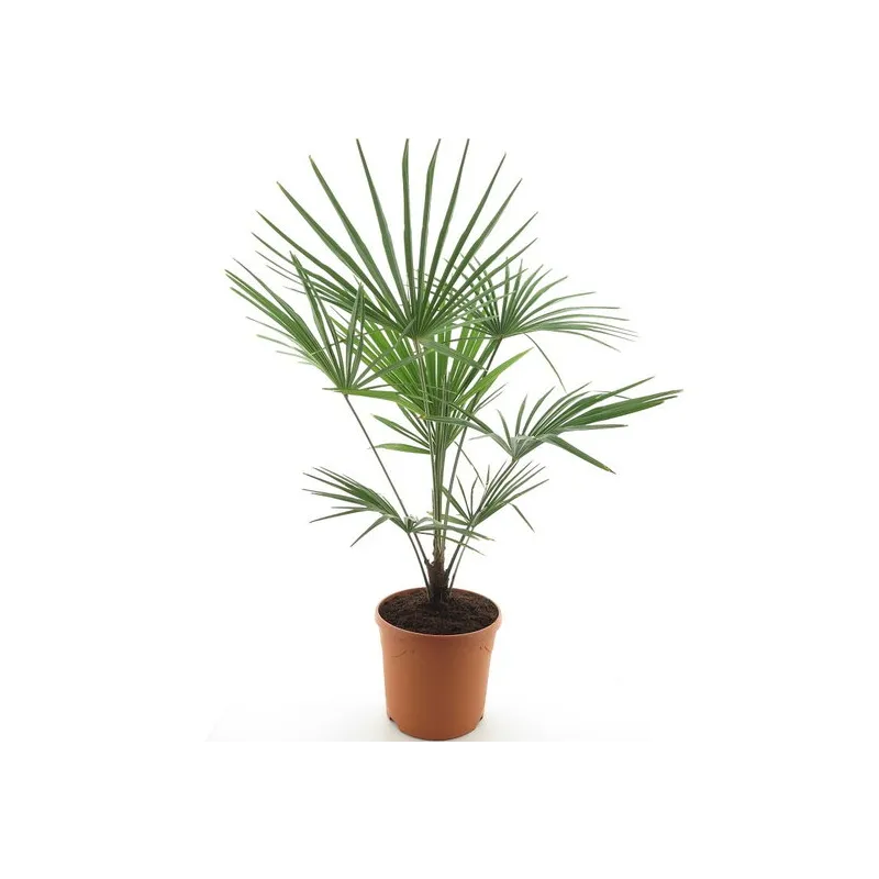 Trachycarpus fortunei Frosty - hauteur totale 120-140 cm - pot Ø 32 cm