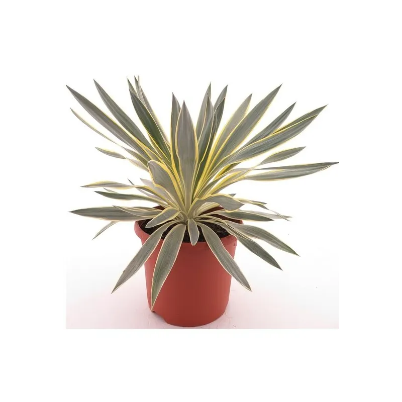 Yucca gloriosa Citrus - pot Ø 26 cm