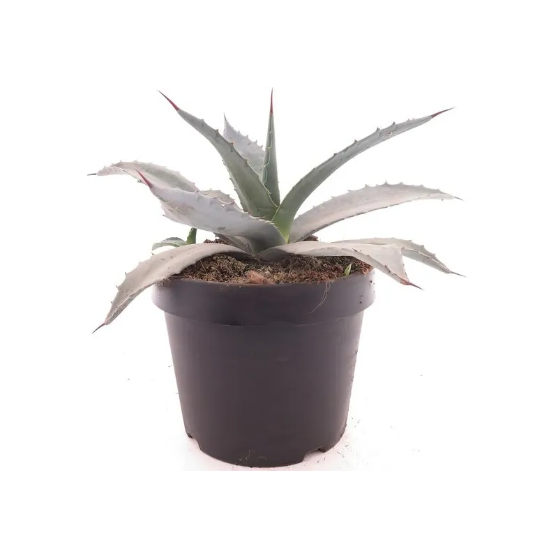 Agave franzosinii - pot Ø 22 cm