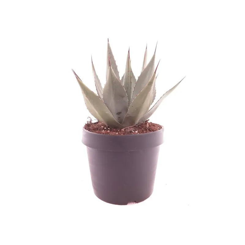 Agave neomexicana - pot Ø 22 cm