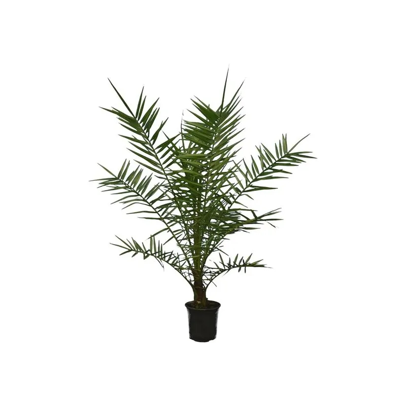 Phoenix canariensis - hauteur totale 100-140 cm - pot Ø 28 cm