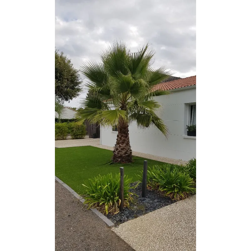 Washingtonia robusta / Palmier du Mexique / Godet