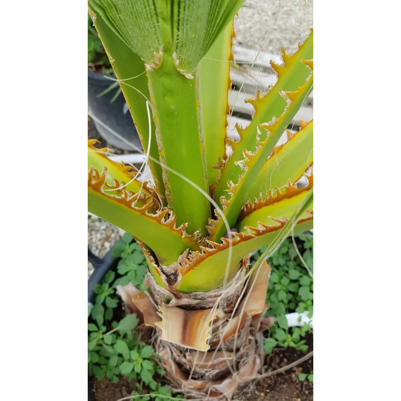 Washingtonia filifera / Palmier de Californie / Godet