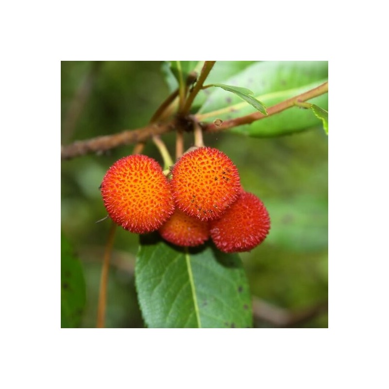 Arbutus unedo - totale hoogte 60-80 cm - pot 3 Ltr