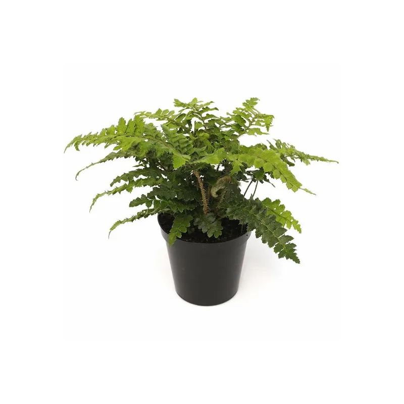 Polystichum polyblepharum - pot 0.7 ltr