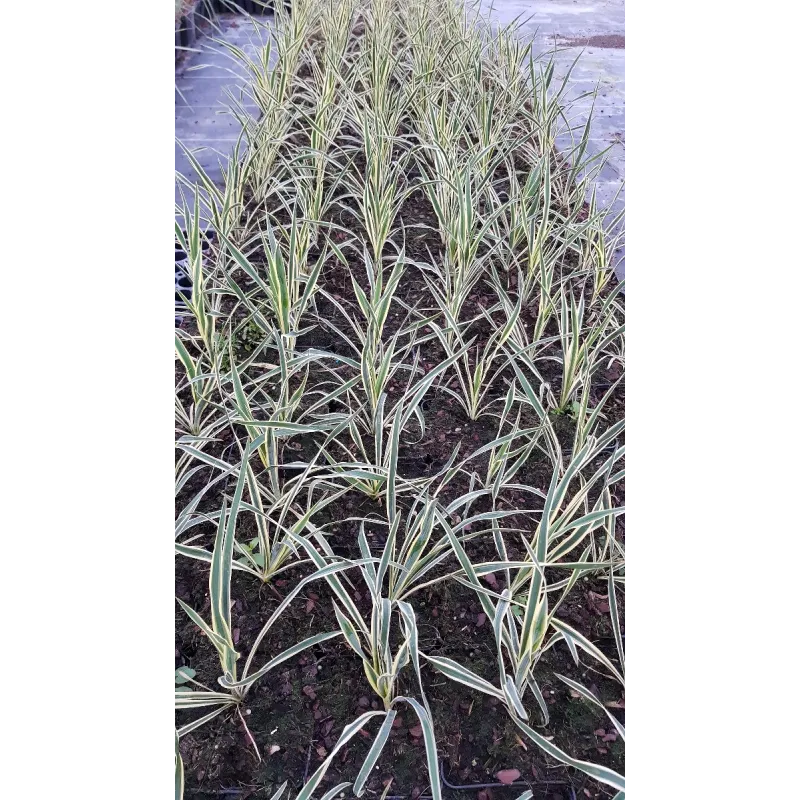 Yucca filamentosa 'Bright Edge' / Yucca filamenteux Panaché / Conteneur de 1 à 1.9 litres