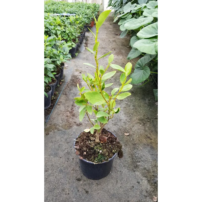 Griselinia littoralis / Griseline / Conteneur de 1 à 1.9 litres