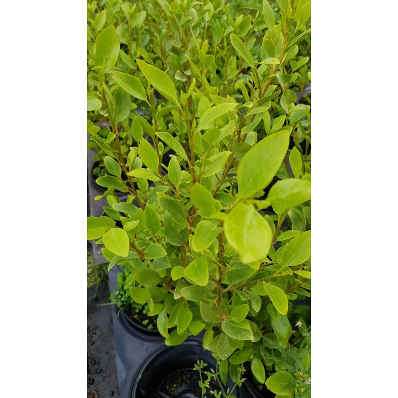 Griselinia littoralis / Griseline / Conteneur de 3 à 4 litres