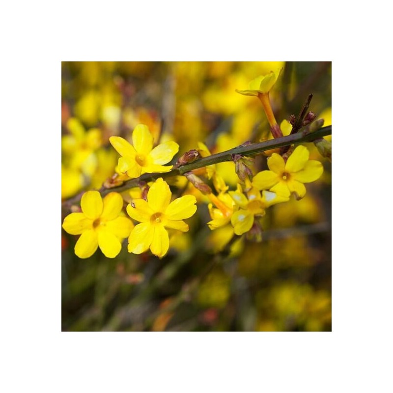 Jasminum nudiflorum 2 ltr