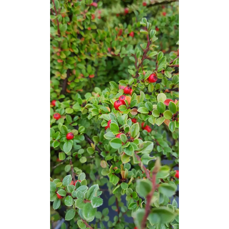 Cotoneaster horizontalis / Cotonéaster horizontal / Conteneur de 3 à 4 litres