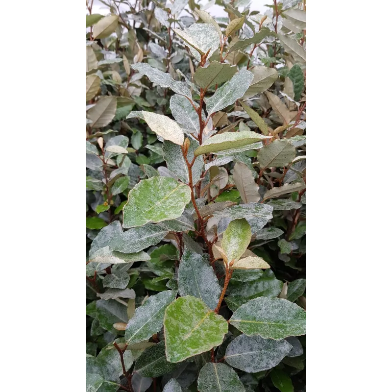 Elaeagnus x ebbingei 'Compacta' / Chalef vert compact / Conteneur de 3 à 4 litres