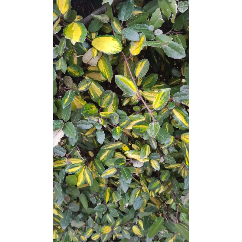 Elaeagnus pungens 'Maculata aurea' / Chalef panaché / Conteneur de 3 à 4 litres