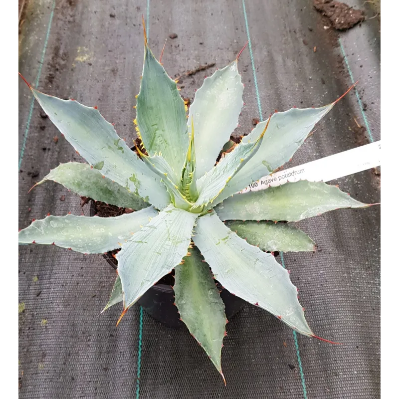 Agave potatorum / Conteneur de 2 à 2.9 litres