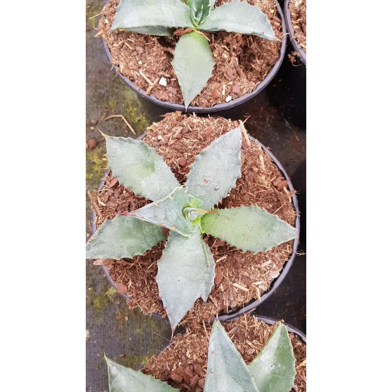 Agave salmiana / Conteneur de 2 à 2.9 litres