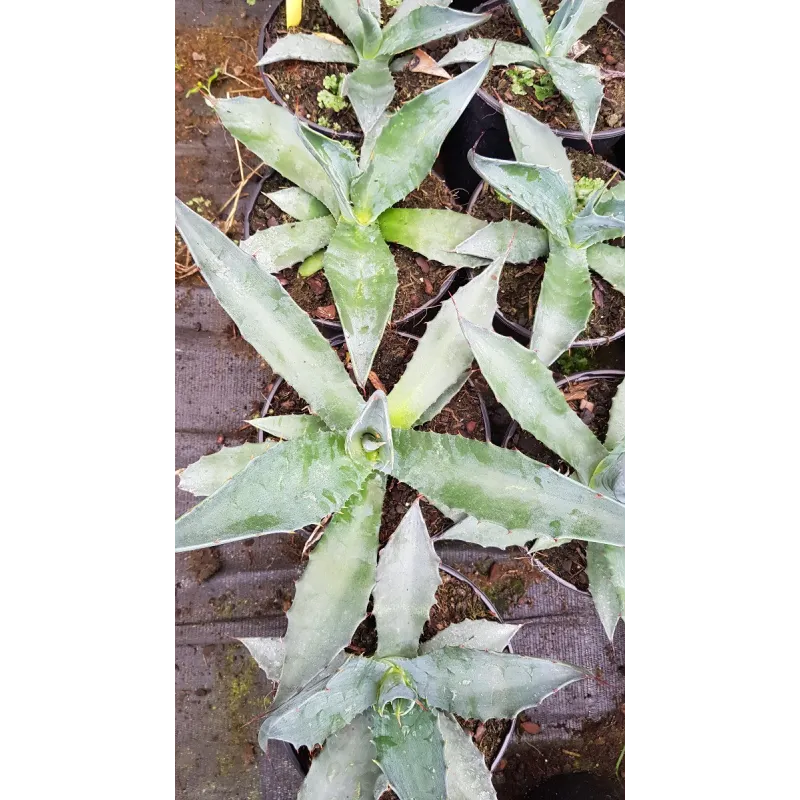 Agave salmiana crassispina / Conteneur de 2 à 2.9 litres