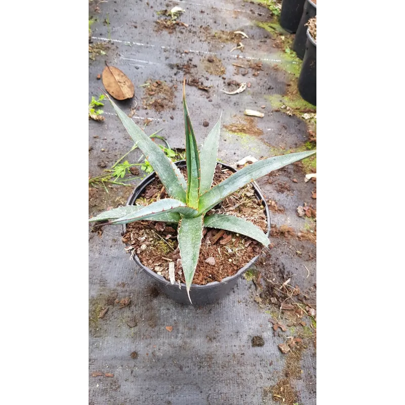 Agave xylonacantha 'Blue' / Conteneur de 2 à 2.9 litres