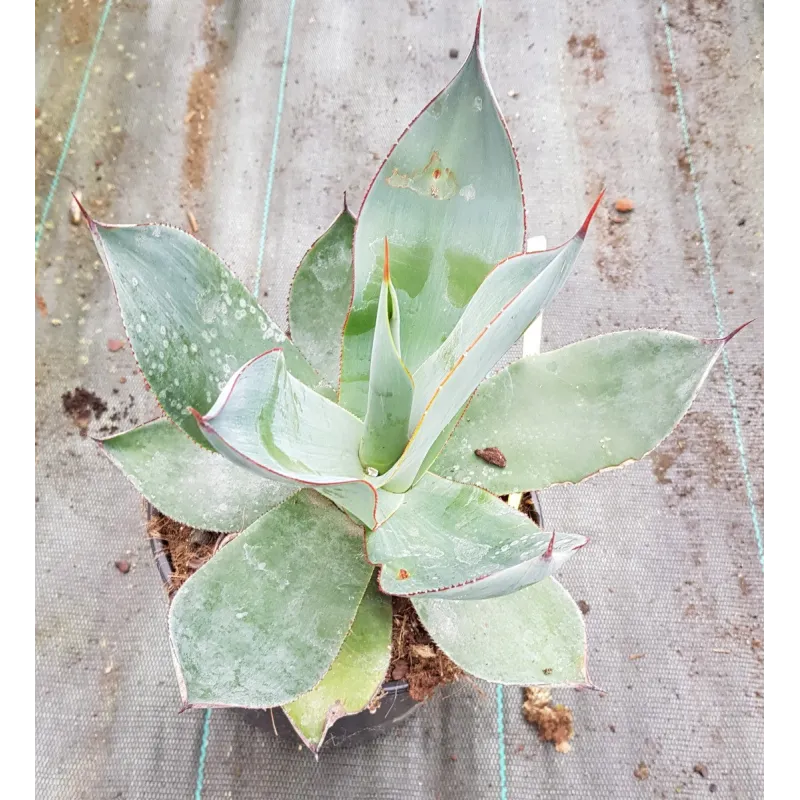 Agave celsii 'Nova' / Conteneur de 2 à 2.9 litres