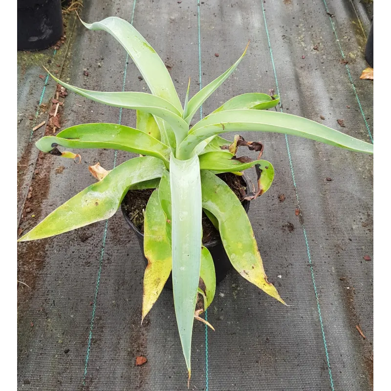 Agave vilmoriana 'Octopus arm' / Agave pieuvre / Conteneur de 2 à 2.9 litres