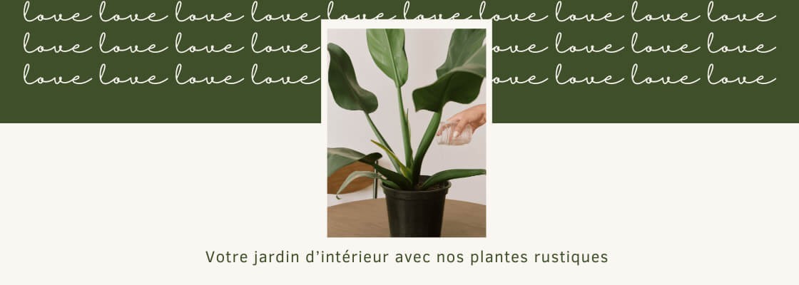 Plante intérieur